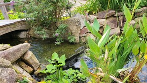 A garden with a pond, surrounded by rocks and various plants. - Water Feature Cottage (Raleigh)