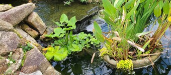 Water Feature Cottage