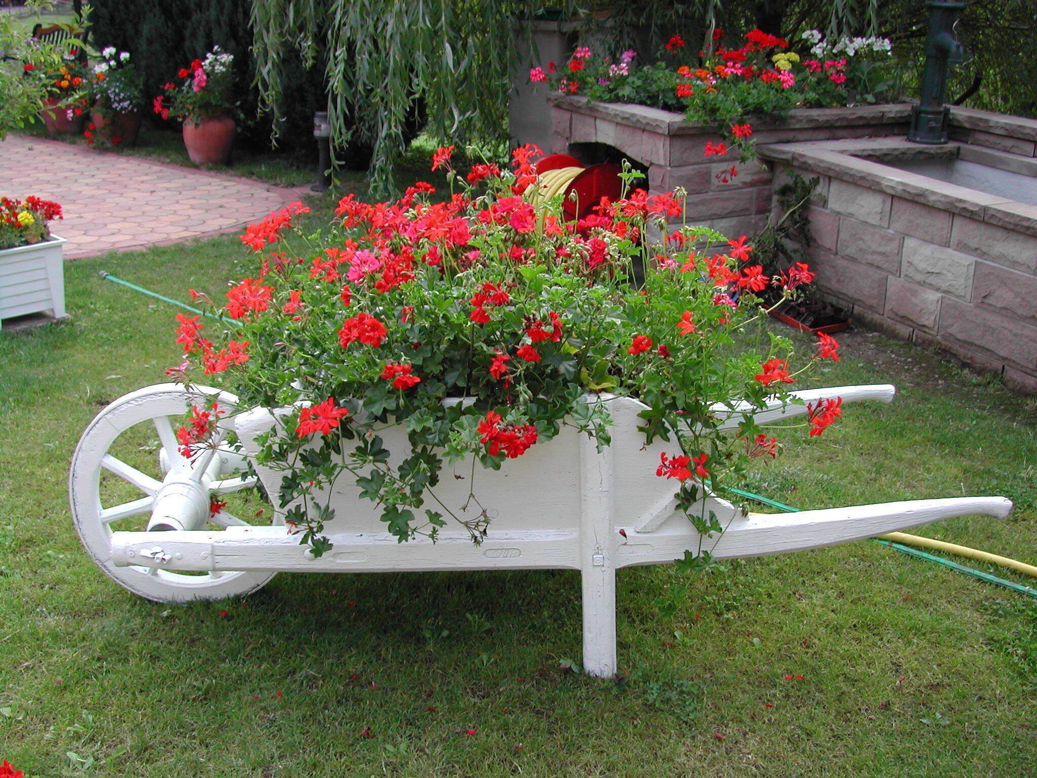 A white wheelbarrow filled with red flowers, placed on a grassy area with a brick pathway and potted plants in the background.