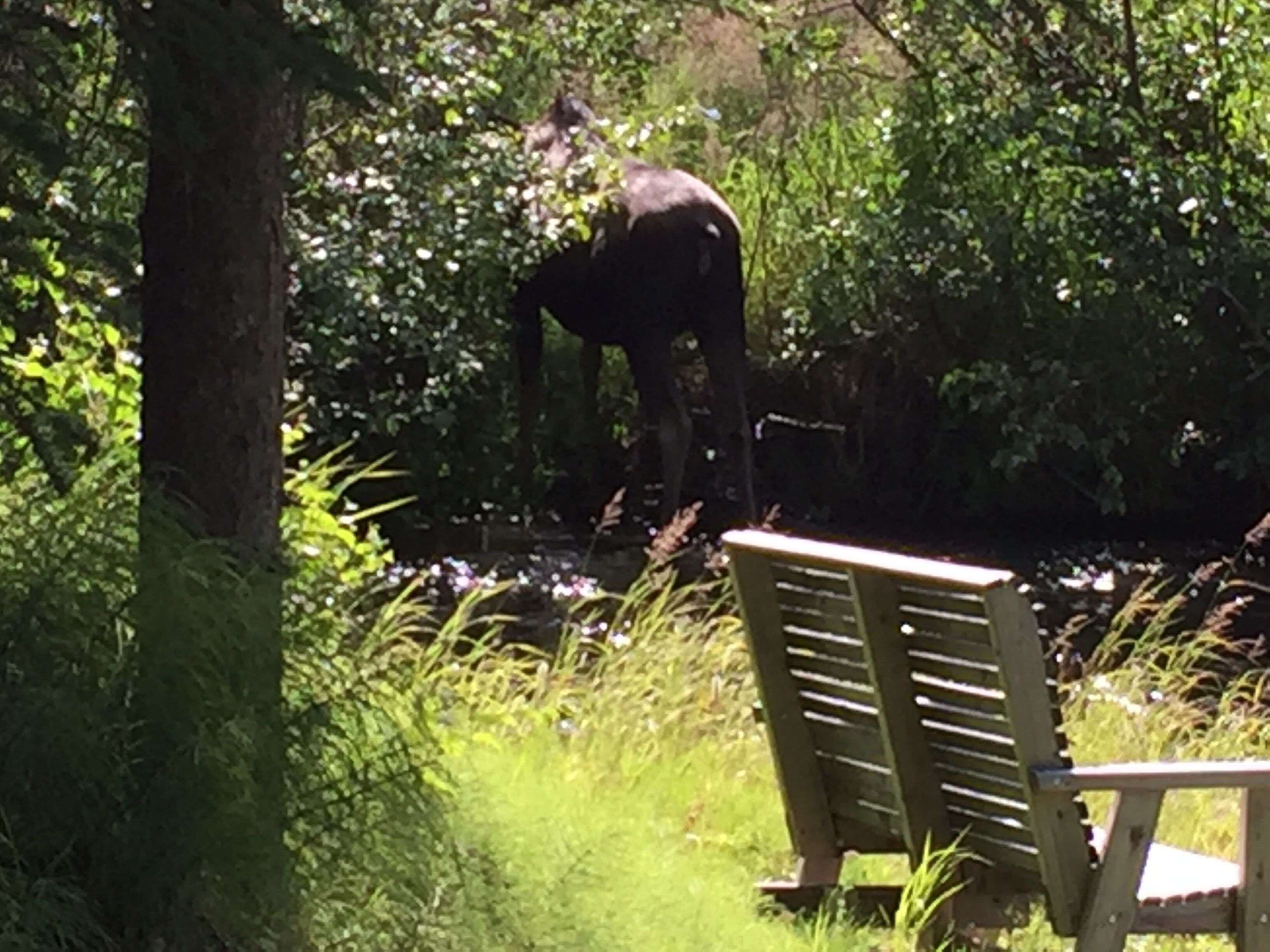 Moose dining on shrubs on the shore of Crooked Creek