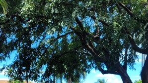 A well-maintained grassy area with trees and a clear view of the ocean.