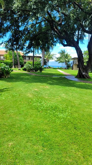 A well-maintained grassy area with trees and a clear view of the ocean.