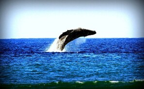 Een walvis springt uit de oceaan.