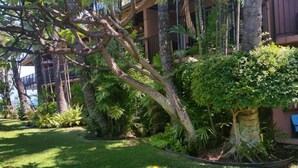 Un jardín bien cuidado con diversas plantas tropicales y un gran árbol en el centro.