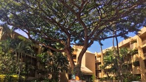 L’entrée d’un hôtel, avec un grand arbre, des palmiers et une enseigne sur laquelle on peut lire « Paki Maui ».