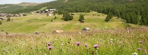 A rural landscape with houses, a field of flowers, and a forested hill.