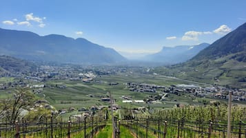 Viñedo con filas de vides, un pueblo en el valle y montañas al fondo.