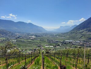 Un vignoble avec des rangées de vignes, une ville située dans la vallée et des montagnes en arrière-plan.