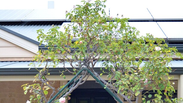 A black door with a green archway of climbing roses.