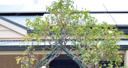 The Blush 2 - Style in the vines