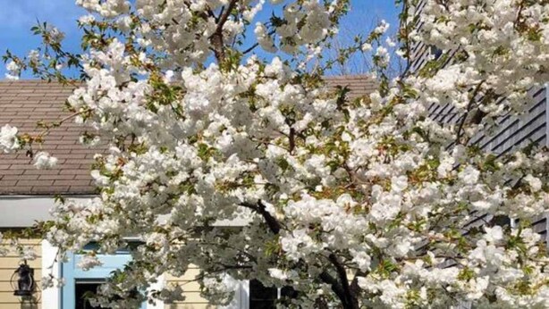 A house with a blue door, a white window, and a tree with white blossoms in the front yard. - 5 Min Walk to Town, Patio, Yard, AC! (Provincetown)