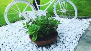 Una bicicleta blanca con una cesta y una planta en maceta al frente.