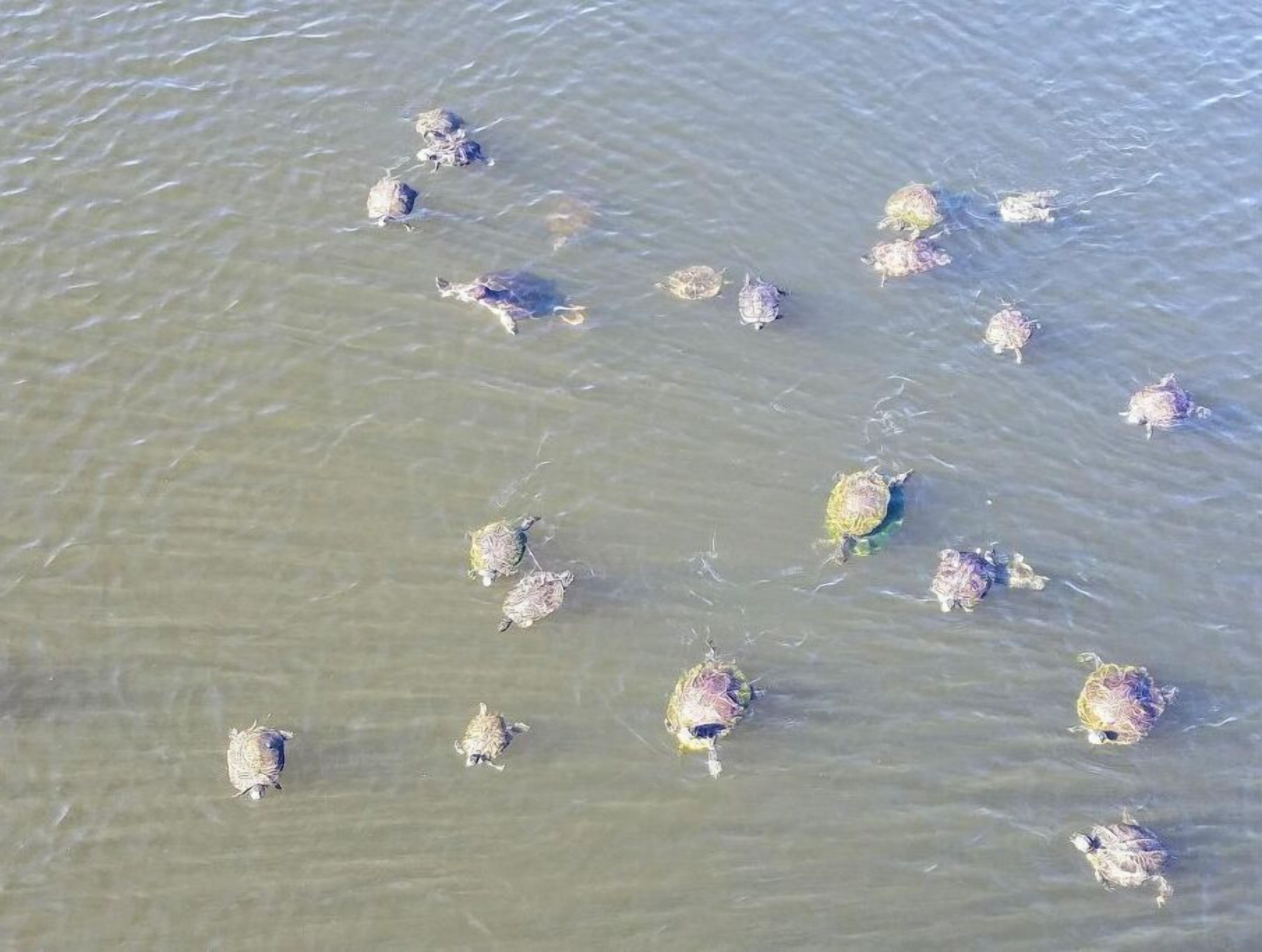 Eine Gruppe Schildkröten an einem sandigen Strand.