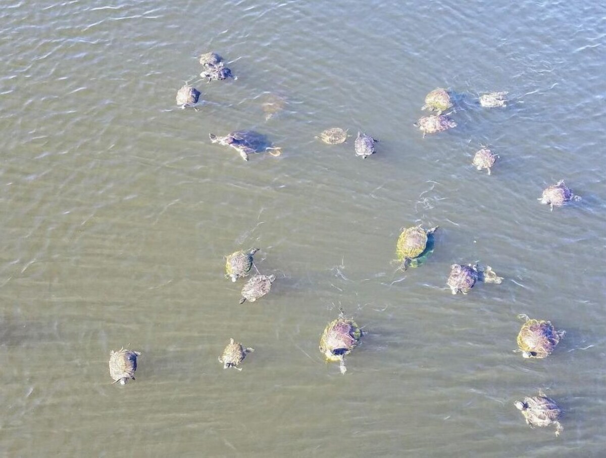 Photo 21 of ❤ Turtles Nest 🏖 Mins to the Beach☀ Family Condo❤