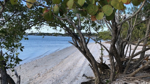 Una playa con arena, árboles y una masa de agua tranquila.