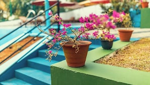 A staircase with a potted plant on the landing. - Villa Talpe 5 Bedrooms & Massage Pool (Unawatuna)