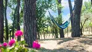 حديقة