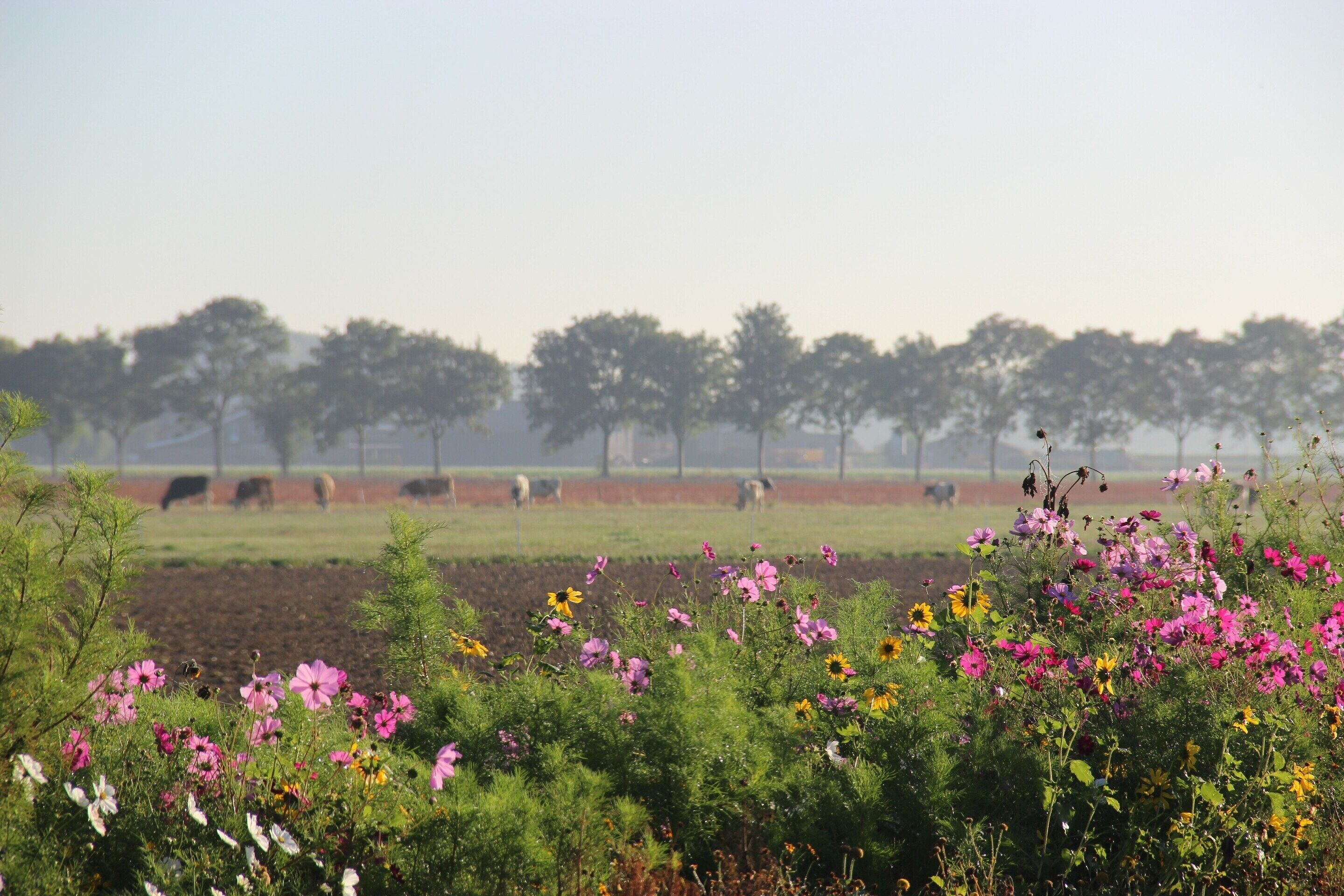 A field with cows grazing and a variety of wildflowers in the foreground.