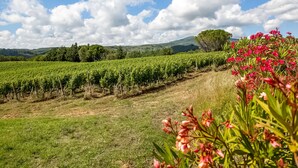 A vineyard with rows of grapevines under a clear sky. - Tuscan Farmhouse in Montescudaio near Sea (Montescudaio)