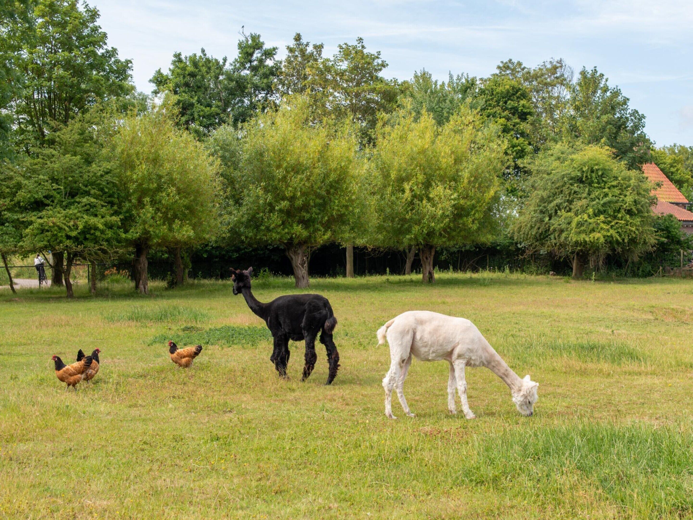 A grassy field with a llama, a sheep, and chickens.