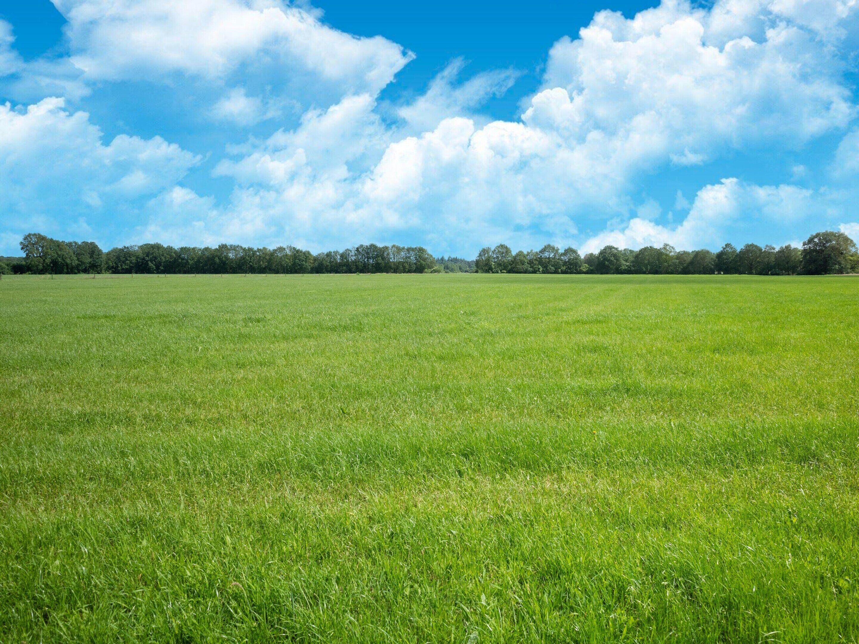 A wide-open grassy field with a clear blue sky and fluffy white clouds.