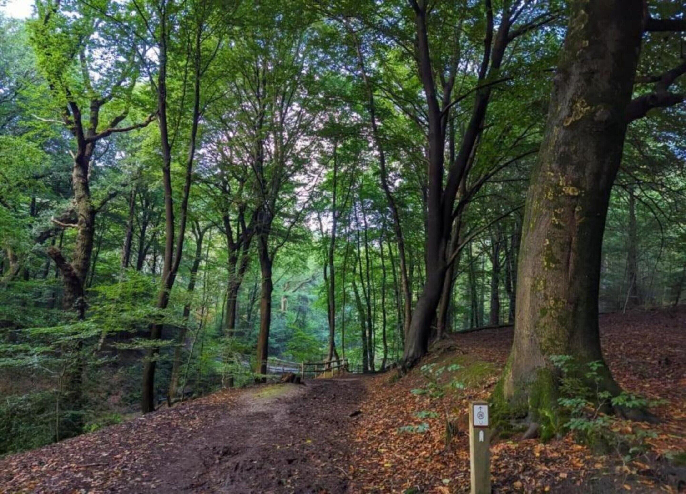 A forest trail with a dirt path, surrounded by tall trees and dense foliage.
