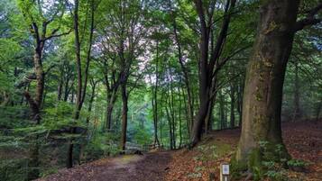 A forest trail with a dirt path, surrounded by tall trees and dense foliage.