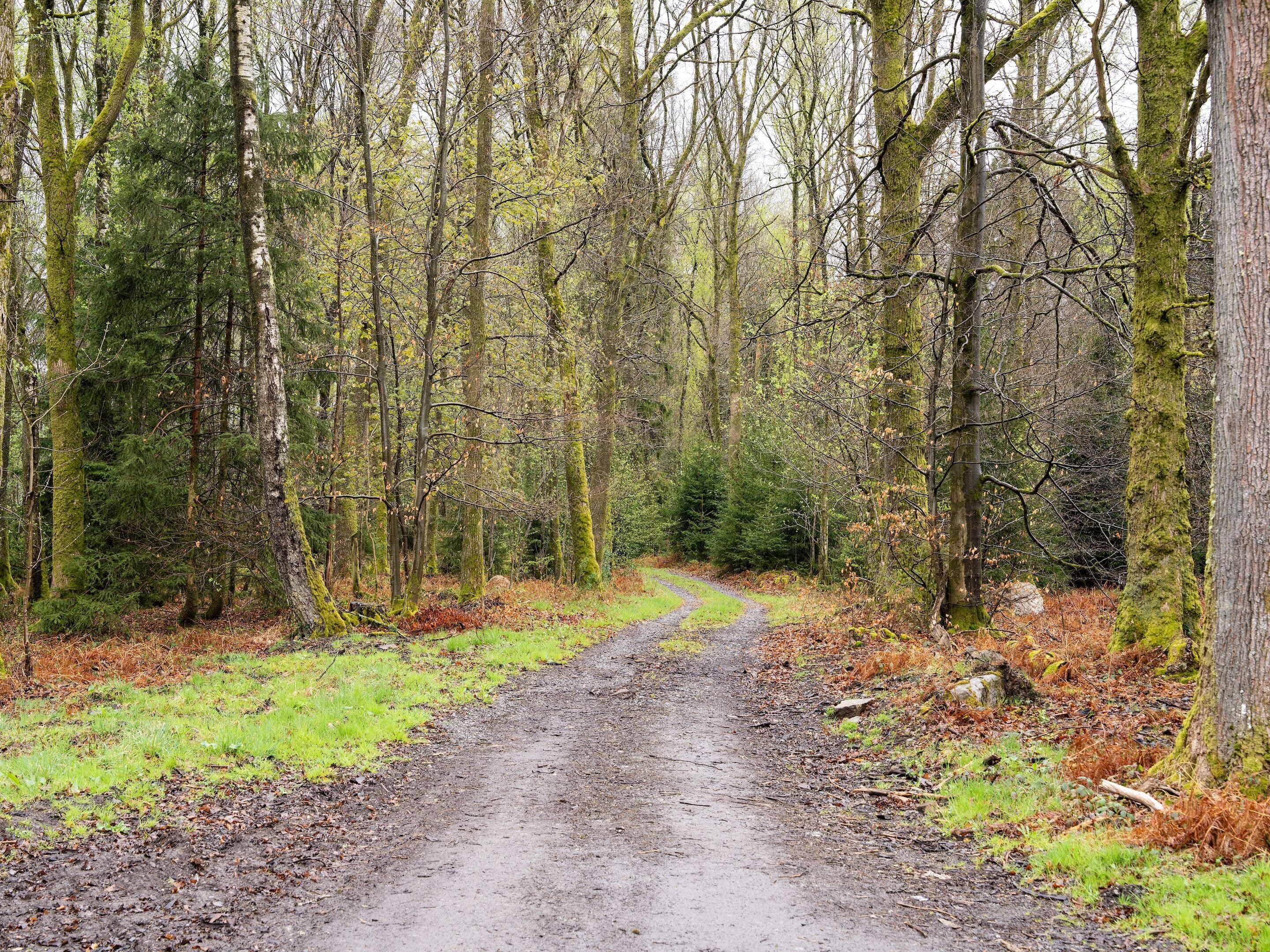 Un sentier forestier bordé d’arbres des deux côtés.
