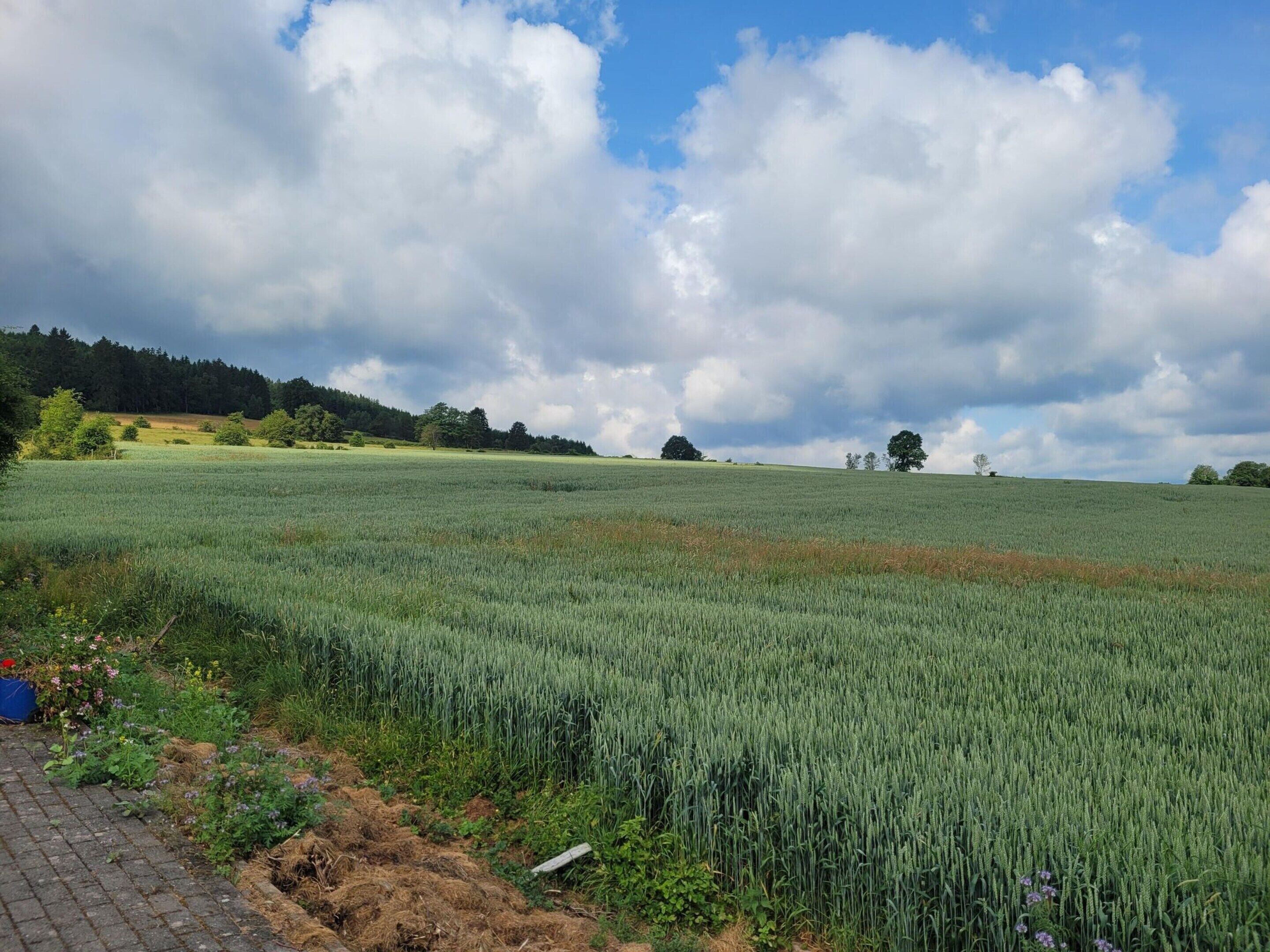 A field with a paved path alongside it.