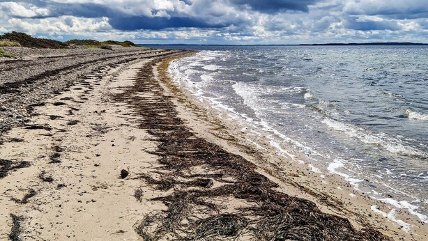 En strand med tång på sanden, vågor och en molnig himmel.