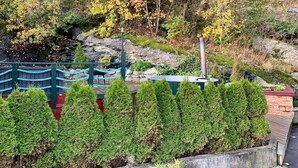A garden with a wooden deck, a stone wall, and a variety of trees and shrubs. - 6 Person Holiday Home in Bomlo (Bomlo)