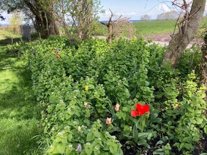Un jardín con diversas plantas y flores, un árbol y una cerca al fondo.