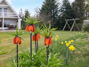 A garden with flowering plants and a house in the background.