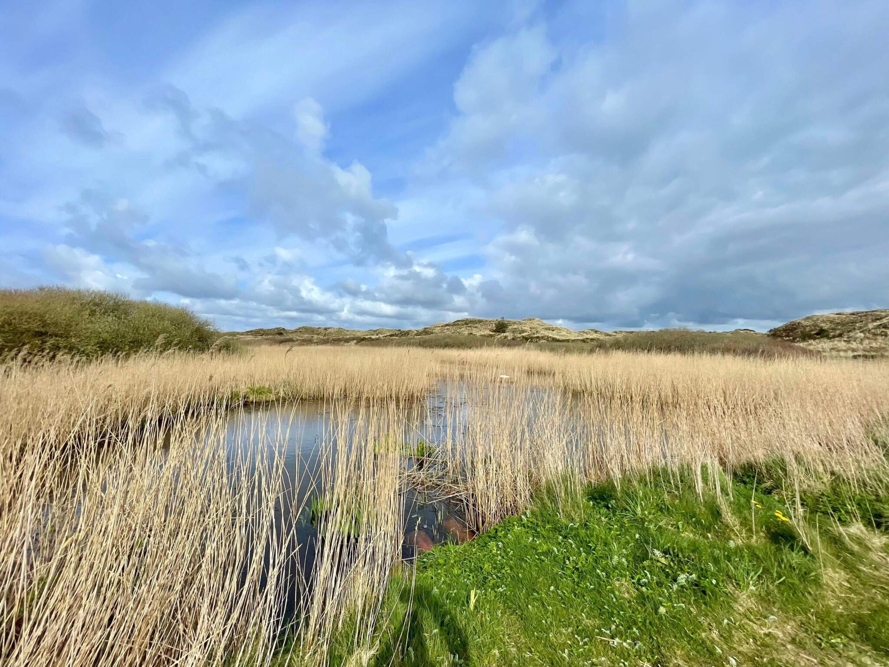 A natural landscape with a body of water surrounded by tall grasses and hills in the background.