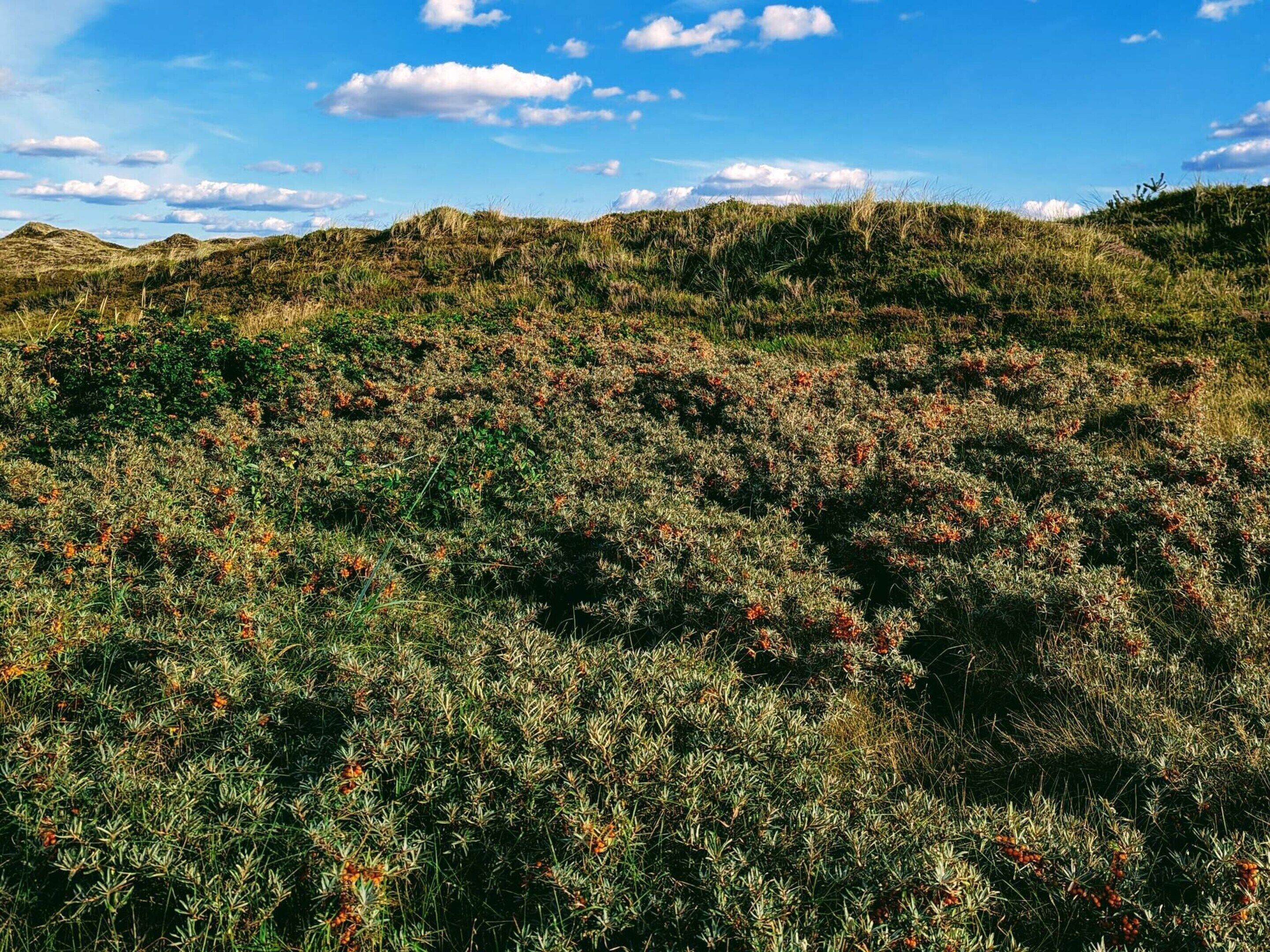 Un paysage naturel caractérisé par des collines douces et une végétation clairsemée.