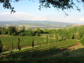 Viñedo con hileras de vides y una vista distante de un pueblo y montañas.