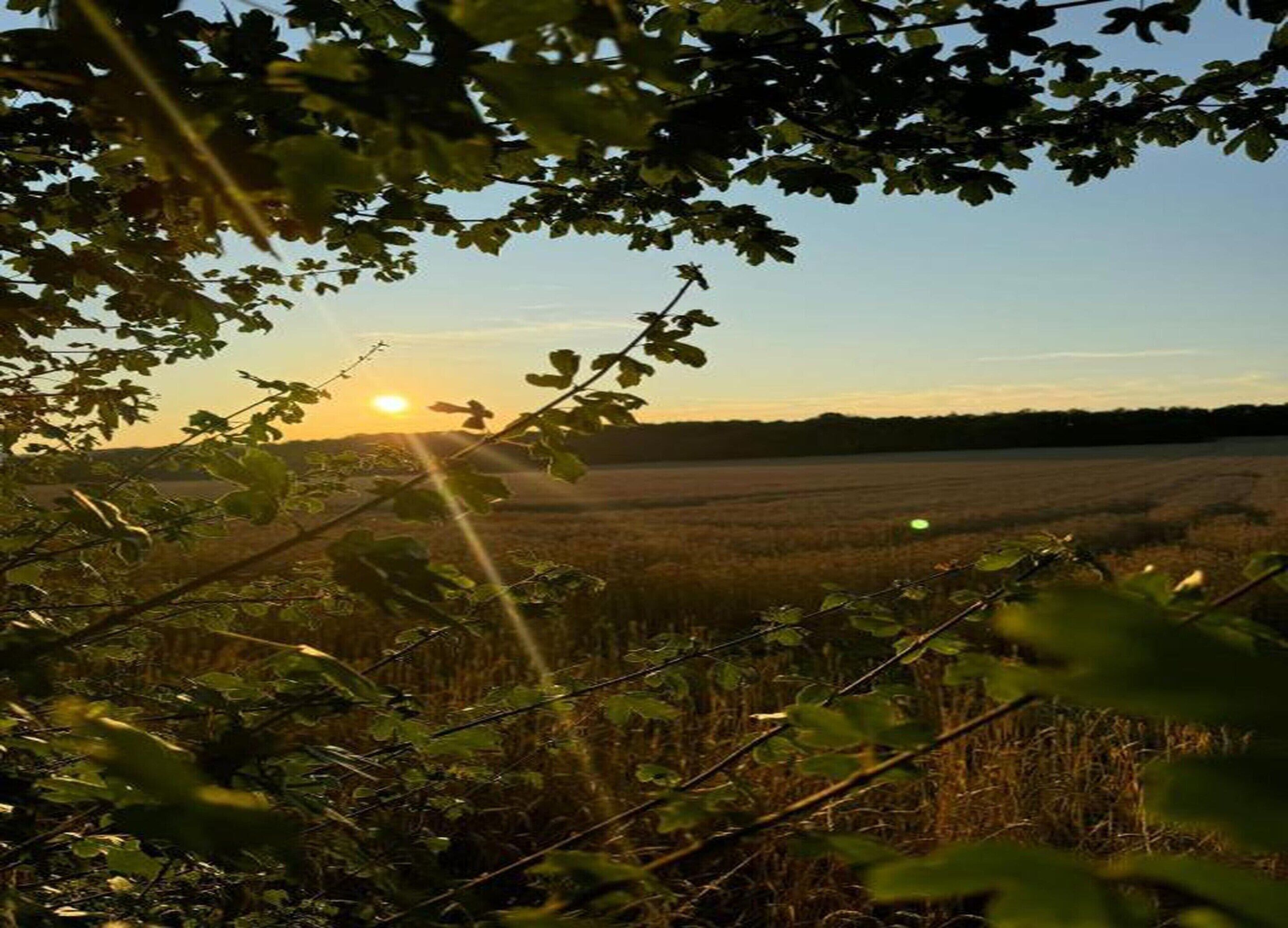 A field with a sunset in the background.