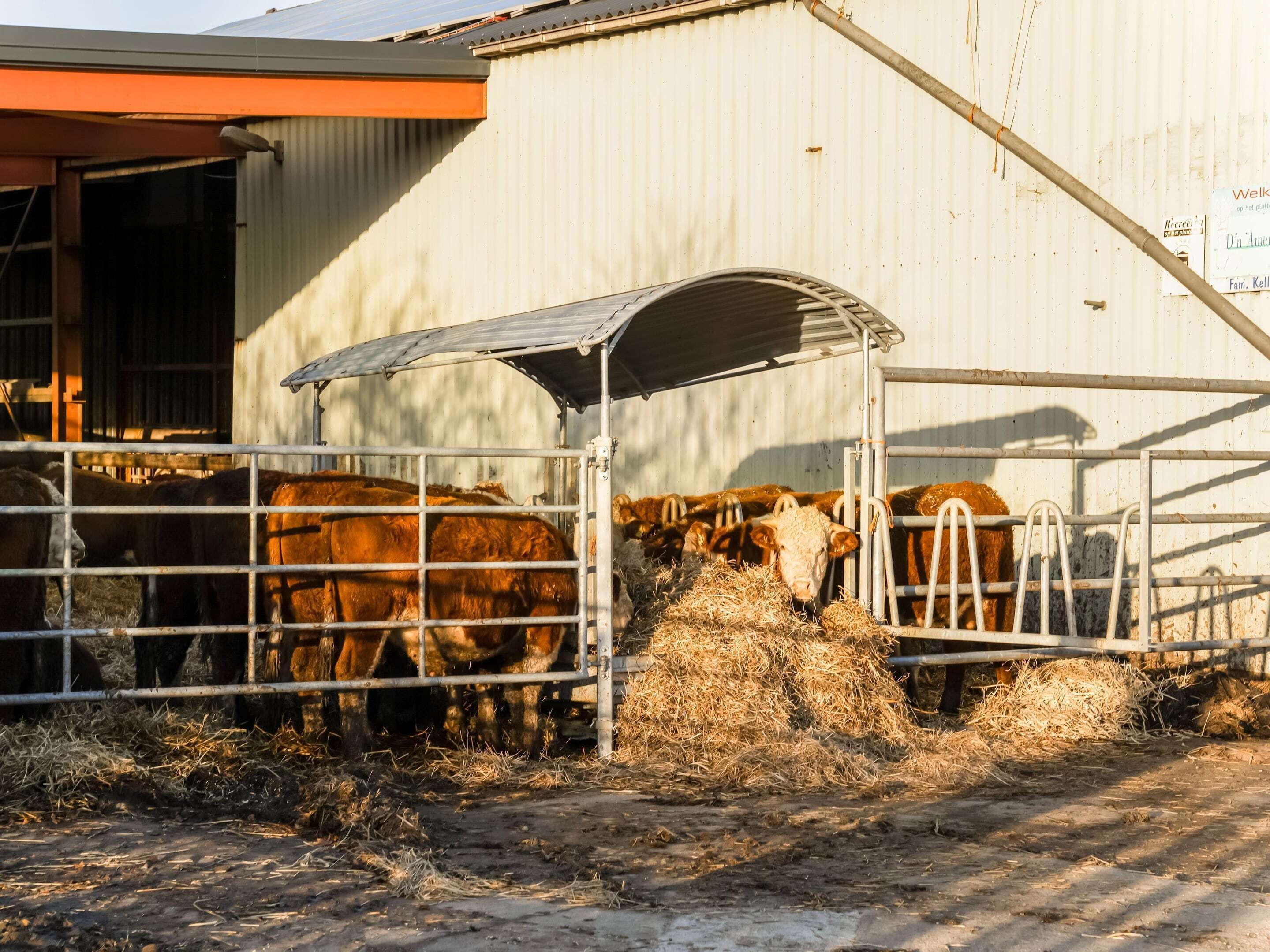 A barn with cows eating hay, metal gates, and a corrugated metal wall.