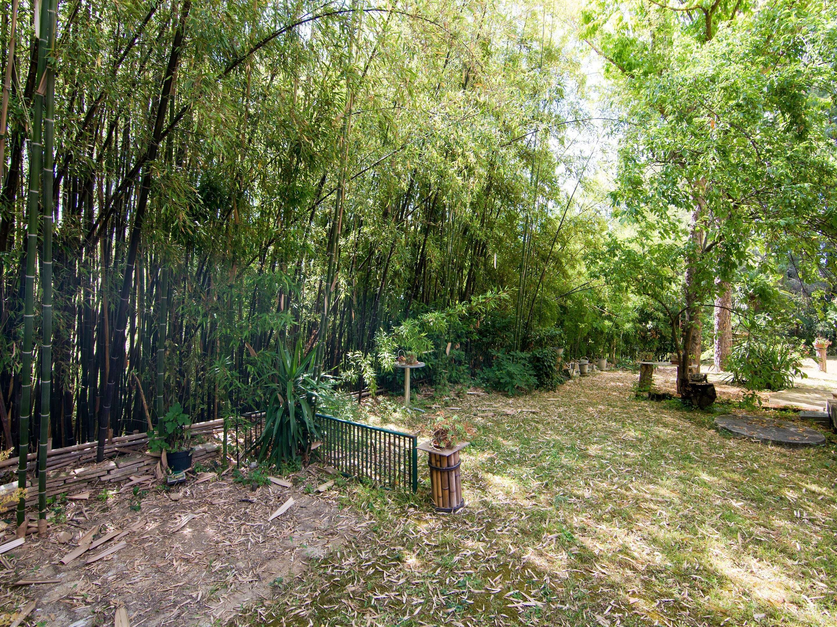 Une forêt de bambous avec un sentier de terre, une clôture en bois et une petite table sur laquelle est posée une plante.