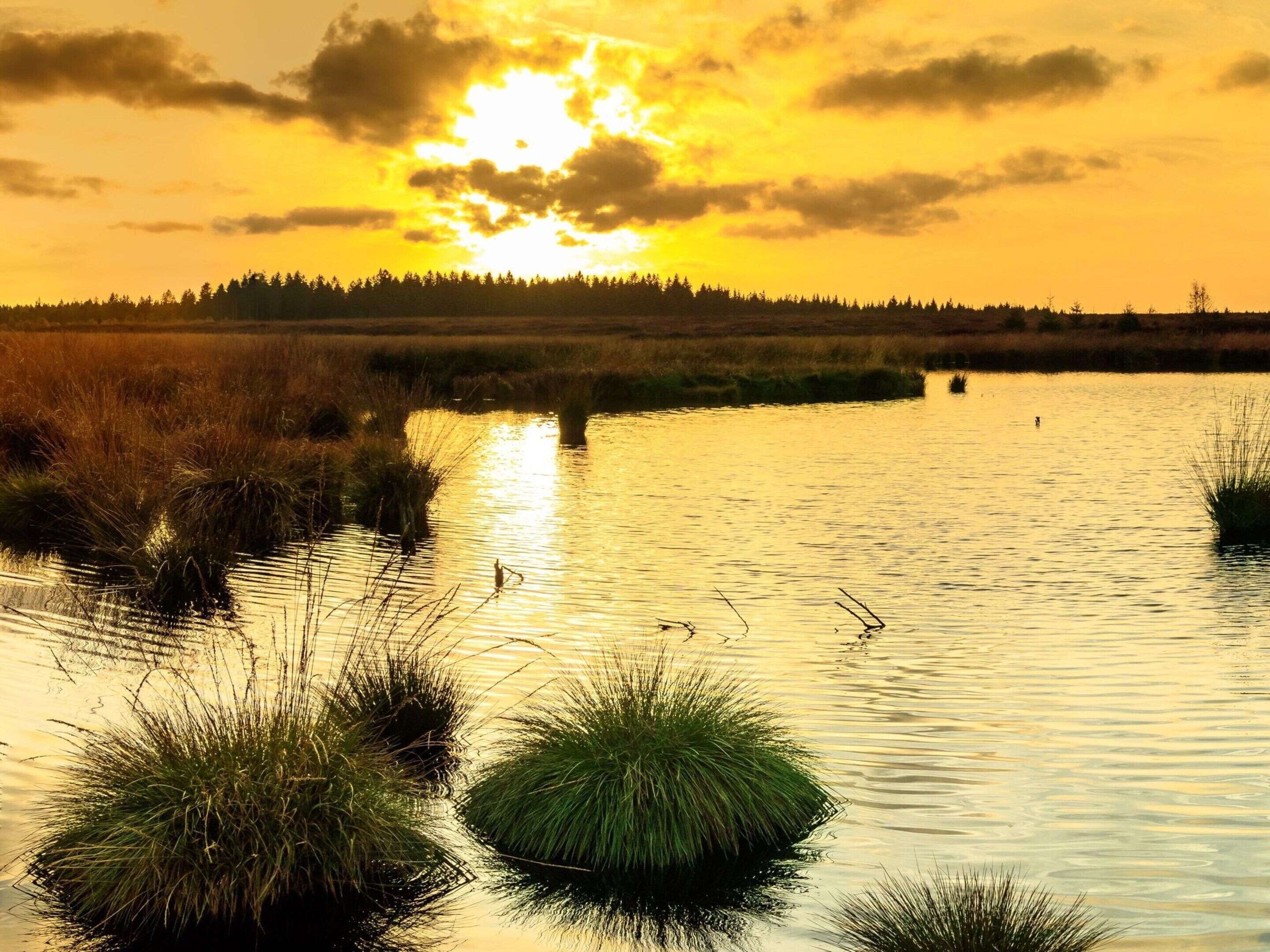 Un atardecer sobre una masa de agua tranquila con vegetación herbácea en primer plano.