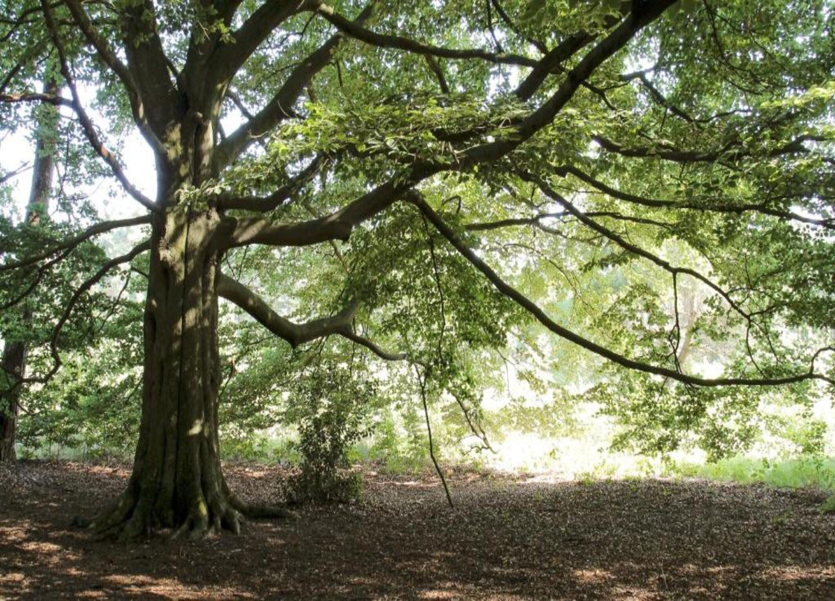 A large tree with extensive branches in a forested area.