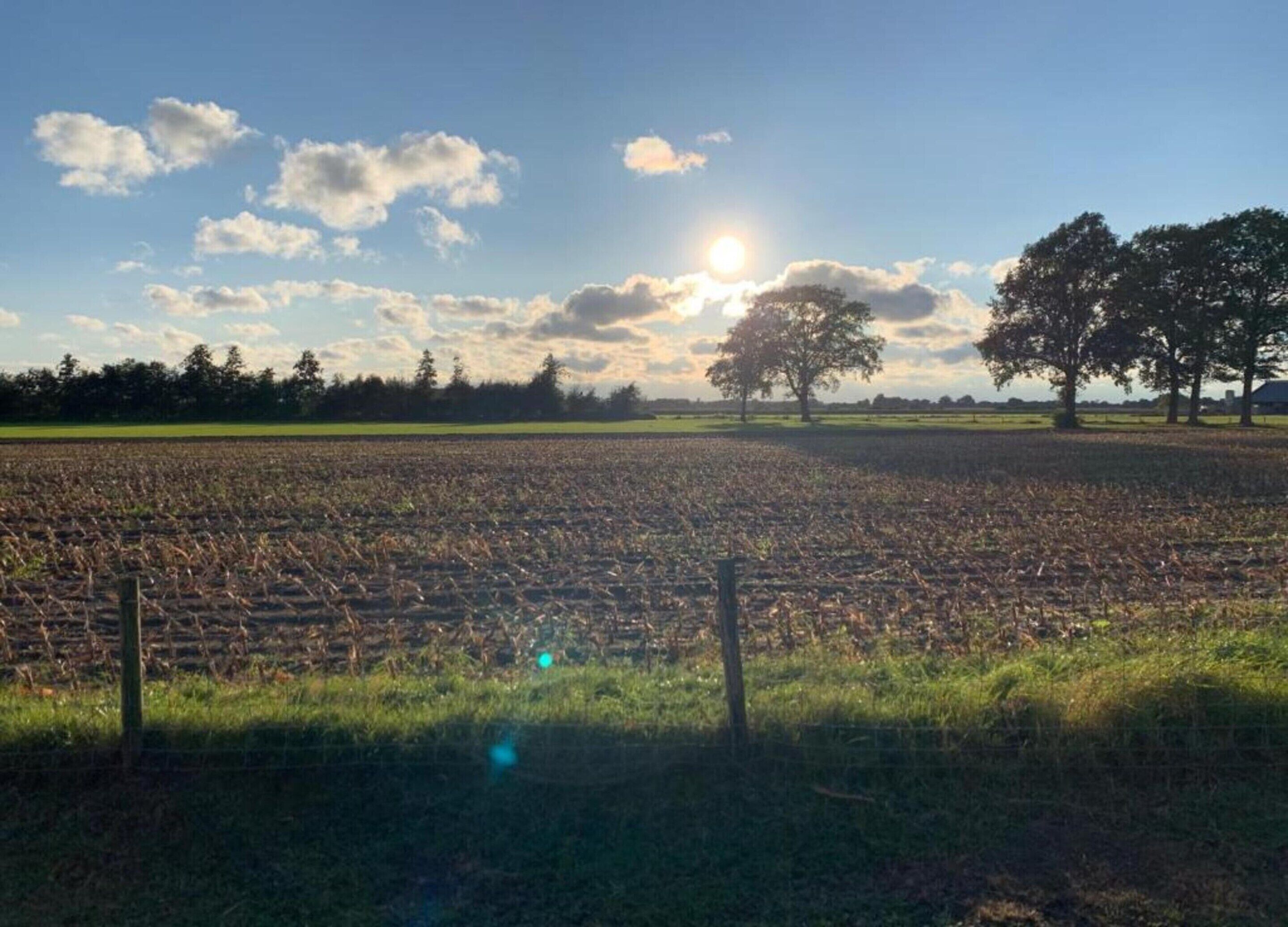Een landelijk landschap met een veld, bomen en een heldere lucht.
