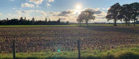 Een landelijk landschap met een veld, bomen en een heldere lucht.