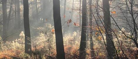 A forest with tall trees and sunlight filtering through.