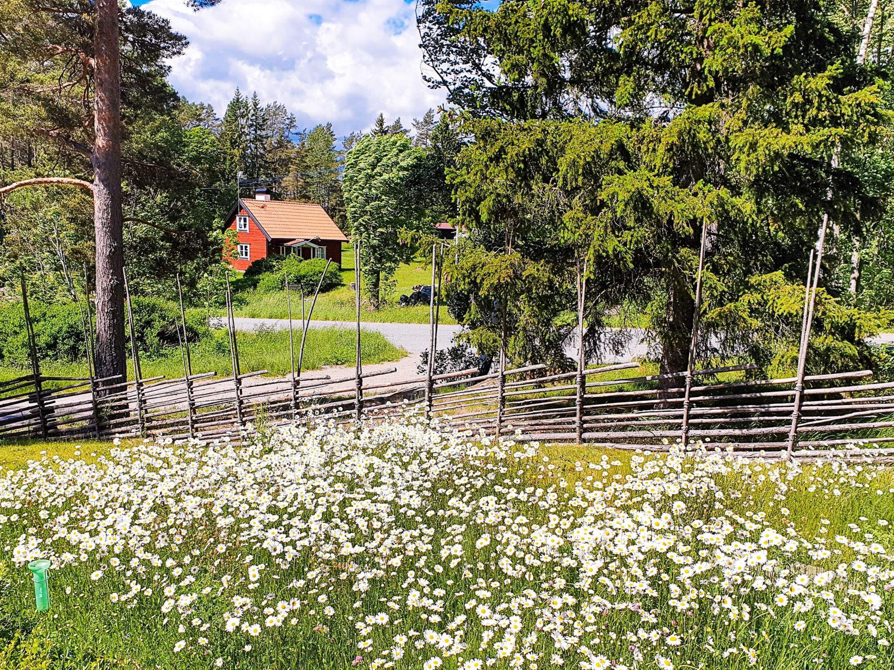 Ländliche Landschaft mit einem roten Haus, einem Holzzaun und einem Feld voller weißer Blumen.
