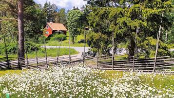 A rural landscape with a red house, a wooden fence, and a field of white flowers.