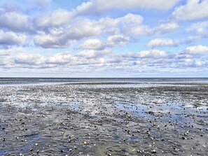 A beach with scattered shells and pebbles under a cloudy sky.