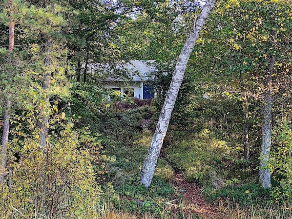 A secluded cabin surrounded by dense forest, with a visible path leading to the entrance.