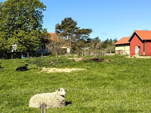 A rural landscape with a grassy field, a sheep, and a red barn. - Holiday Home in Brastad (Brastad)