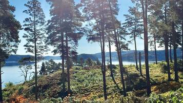 Ett skogsområde med höga träd och en sjö i bakgrunden.